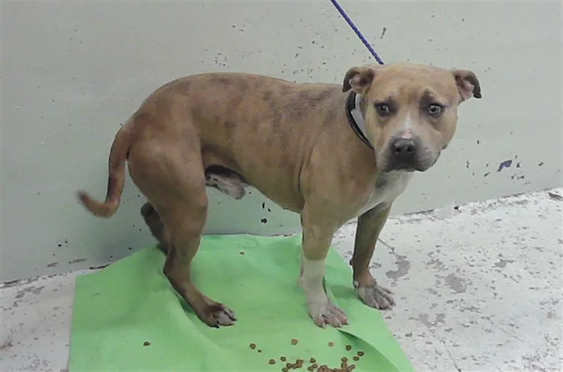A young medium-sized male Staffordshire Bull Terrier dog named Wilder for adoption in Houston, TX