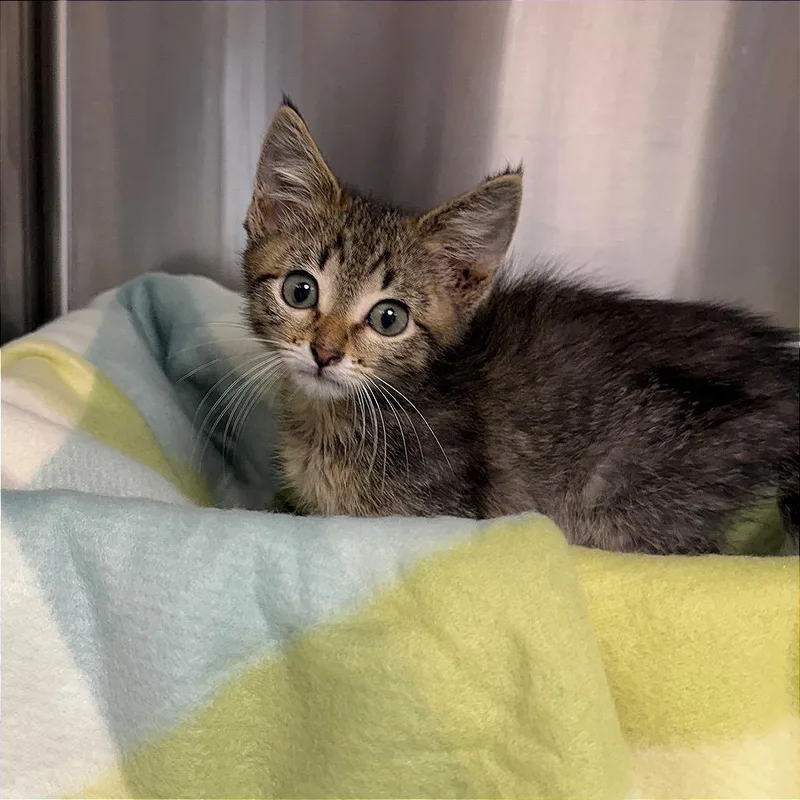 A young medium-sized male Tabby (Brown / Chocolate) Domestic Medium Hair cat named Mocha for adoption in Kansas City, KS