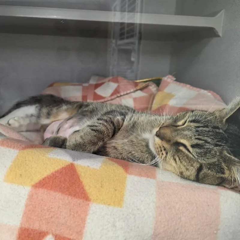 An adult small-sized female Brown / Chocolate Domestic Short Hair cat named Digit for adoption in Mount Vernon, IN