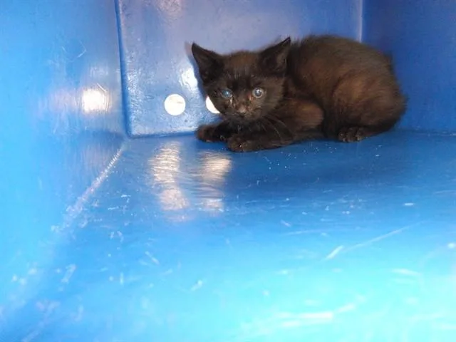 A baby small-sized male Domestic Short Hair cat named Oscar for adoption in San Jose, CA
