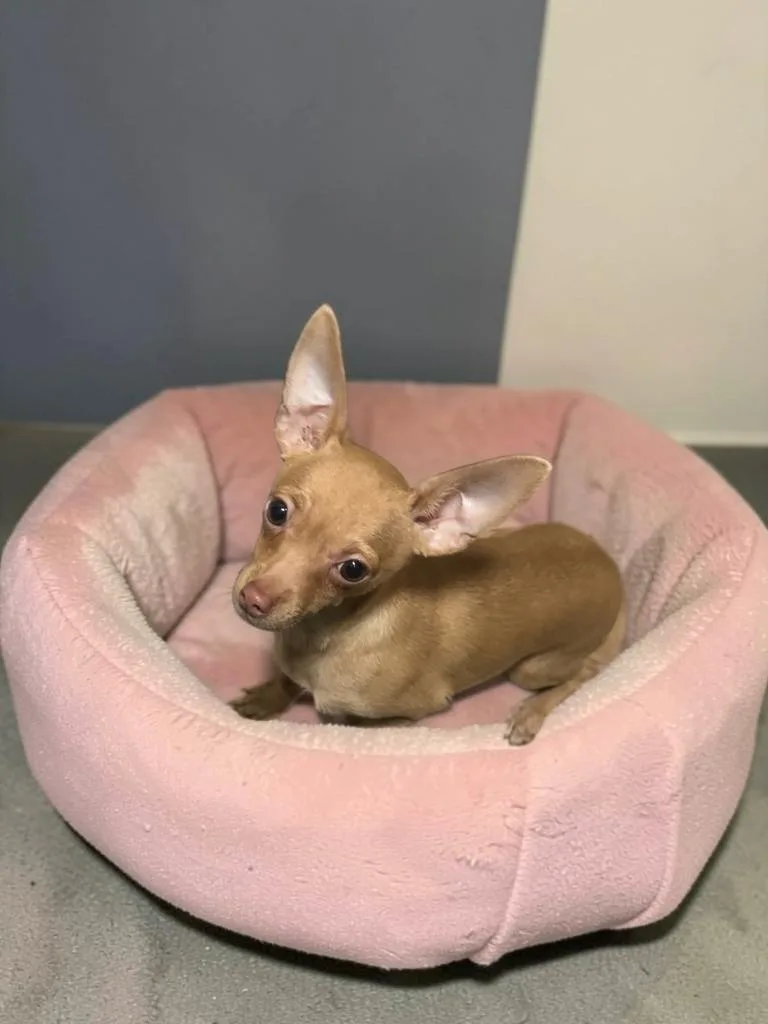 A baby small-sized female Apricot / Beige Chihuahua dog named Joy for adoption in San Antonio, TX
