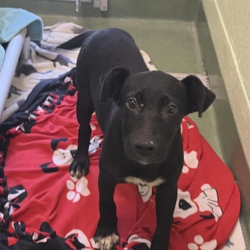 A young medium-sized female Black Mixed Breed dog named Kelly for adoption in West Palm Beach, FL