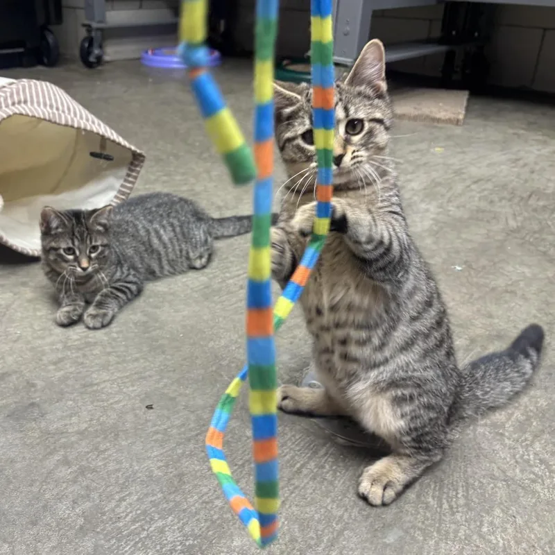 A baby small-sized male Gray / Blue / Silver Domestic Short Hair cat named Wendal for adoption in Waynesburg, PA