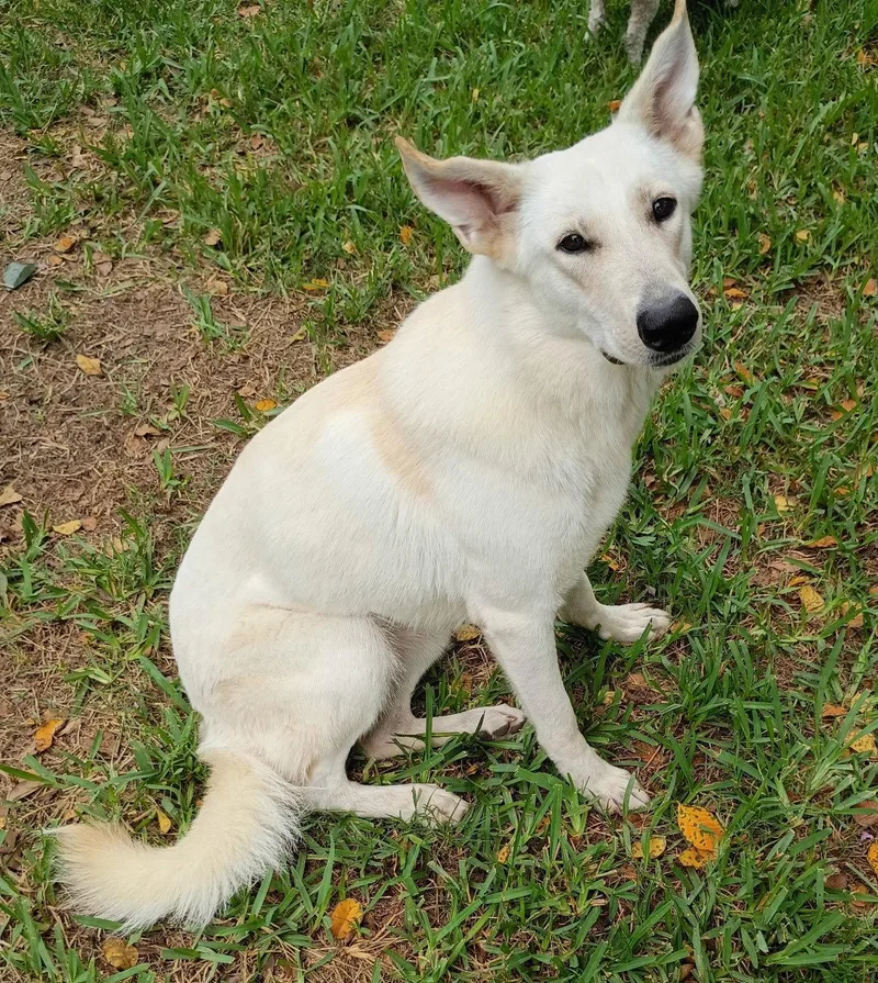 A young medium-sized female White German Shepherd dog named Dolly for adoption in Londonderry, NH