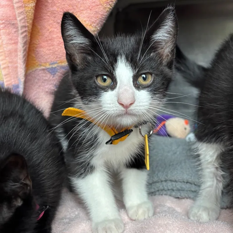 A baby small-sized female Black Domestic Short Hair cat named Nudge for adoption in Springfield, MA