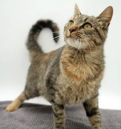 A young medium-sized female Tabby (Leopard / Spotted) Bengal cat named Eggy is ESA purrfection for adoption in Bedford Hills, NY