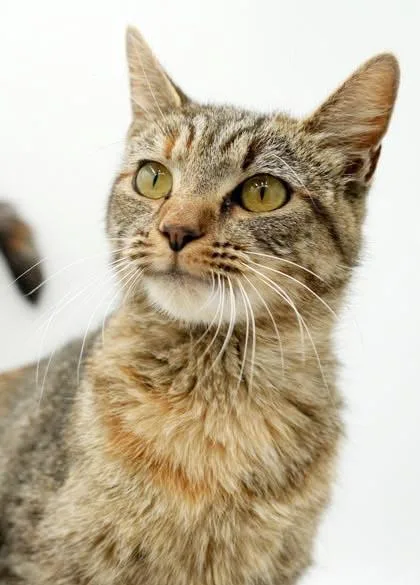 Eggy is ESA purrfection thumbnail 2