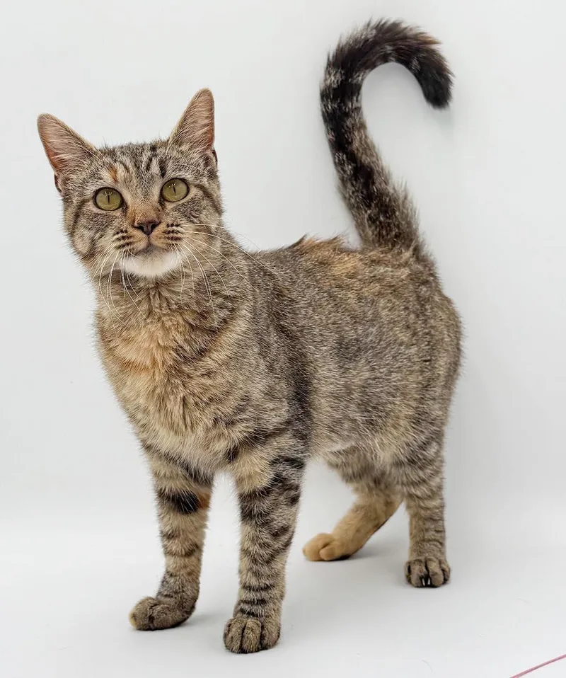 Eggy is ESA purrfection thumbnail 3
