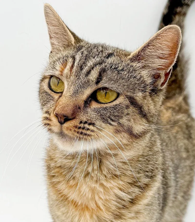 Eggy is ESA purrfection thumbnail 4