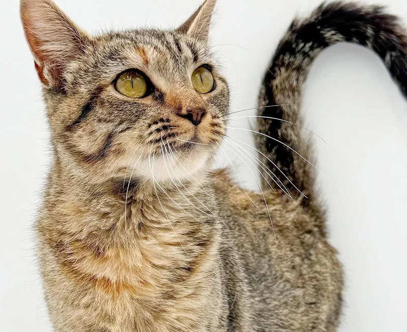 Eggy is ESA purrfection thumbnail 5