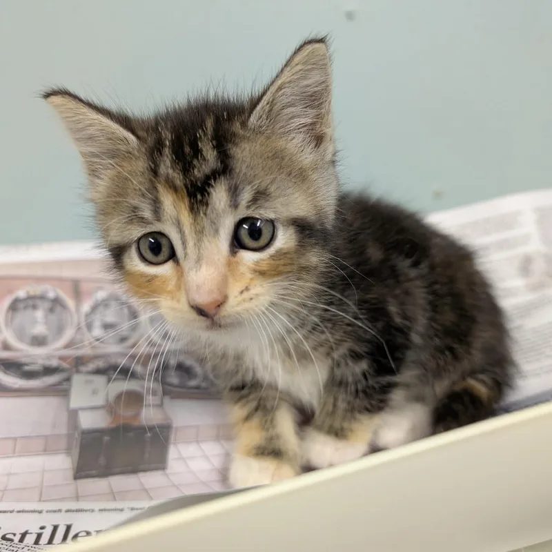 A baby small-sized female Torbie Domestic Short Hair cat named Coriander for adoption in Columbia, MO