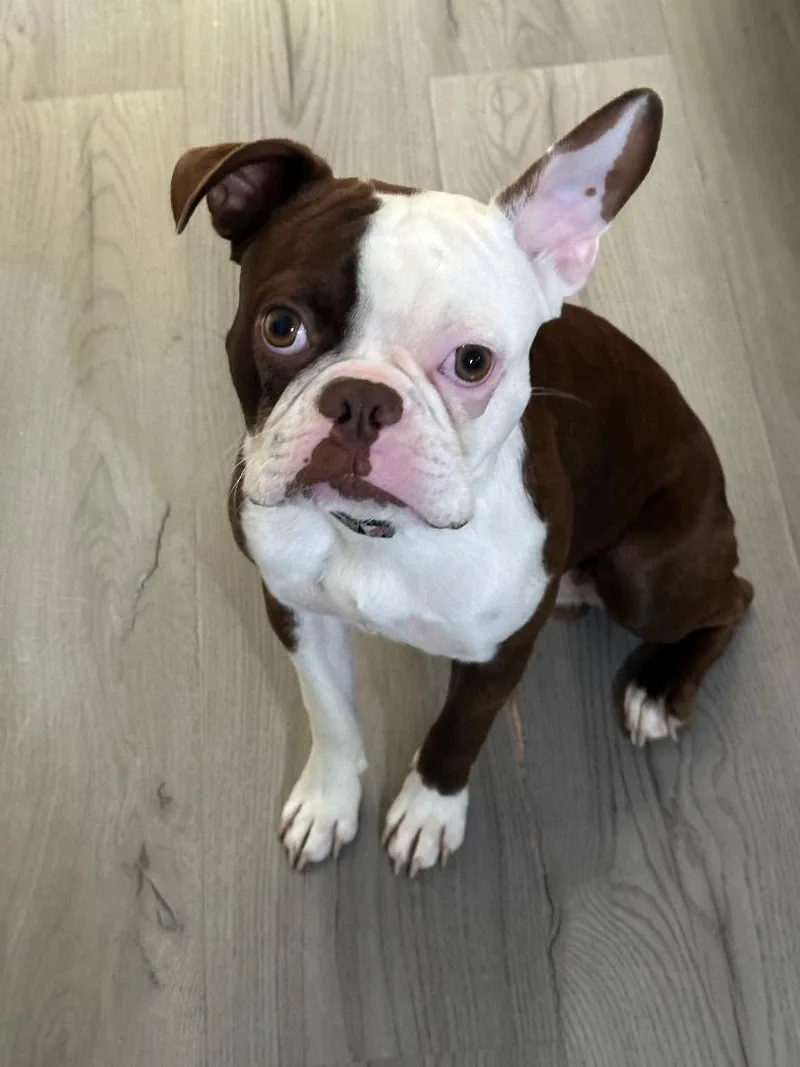 A baby small-sized male White / Cream Boston Terrier dog named Bandit in MO for adoption in Elkhorn, NE