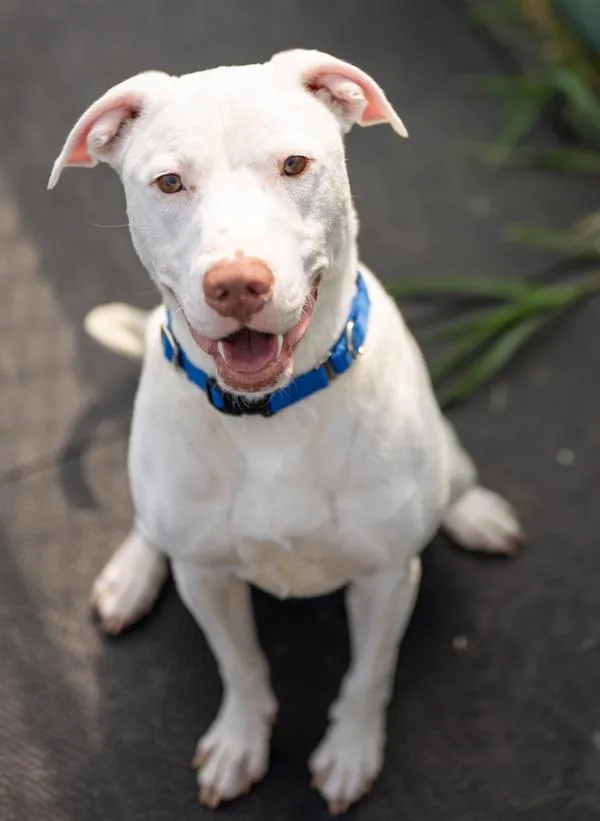 An adult large-sized male Pit Bull Terrier dog named Bruce for adoption in Stratham, NH