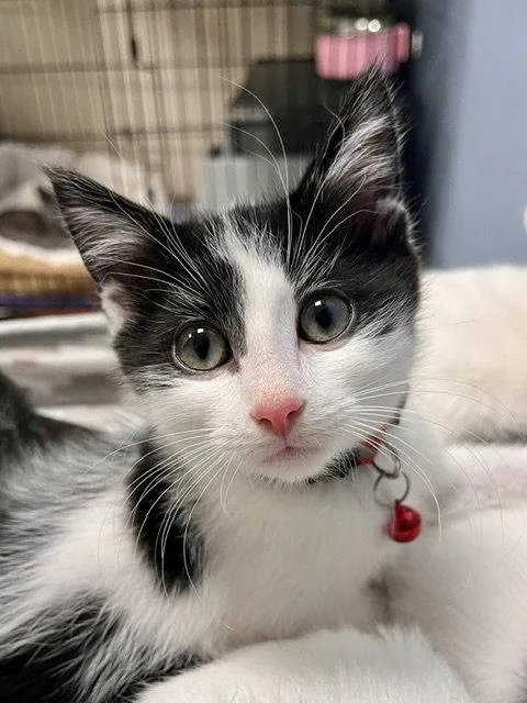 A baby small-sized male Black & White / Tuxedo Domestic Short Hair cat named Snickers for adoption in Webster, WI