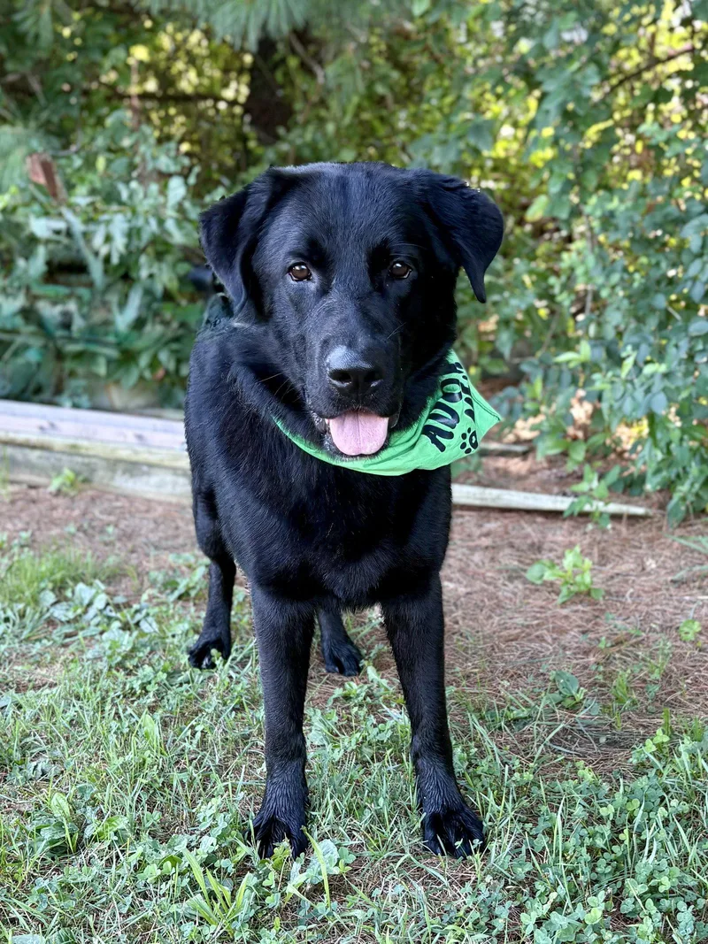 A young large-sized male Labrador Retriever dog named Ares for adoption in Spring Lake, NJ