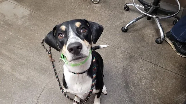 A young large-sized female Labrador Retriever dog named Juniper for adoption in Tucson, AZ