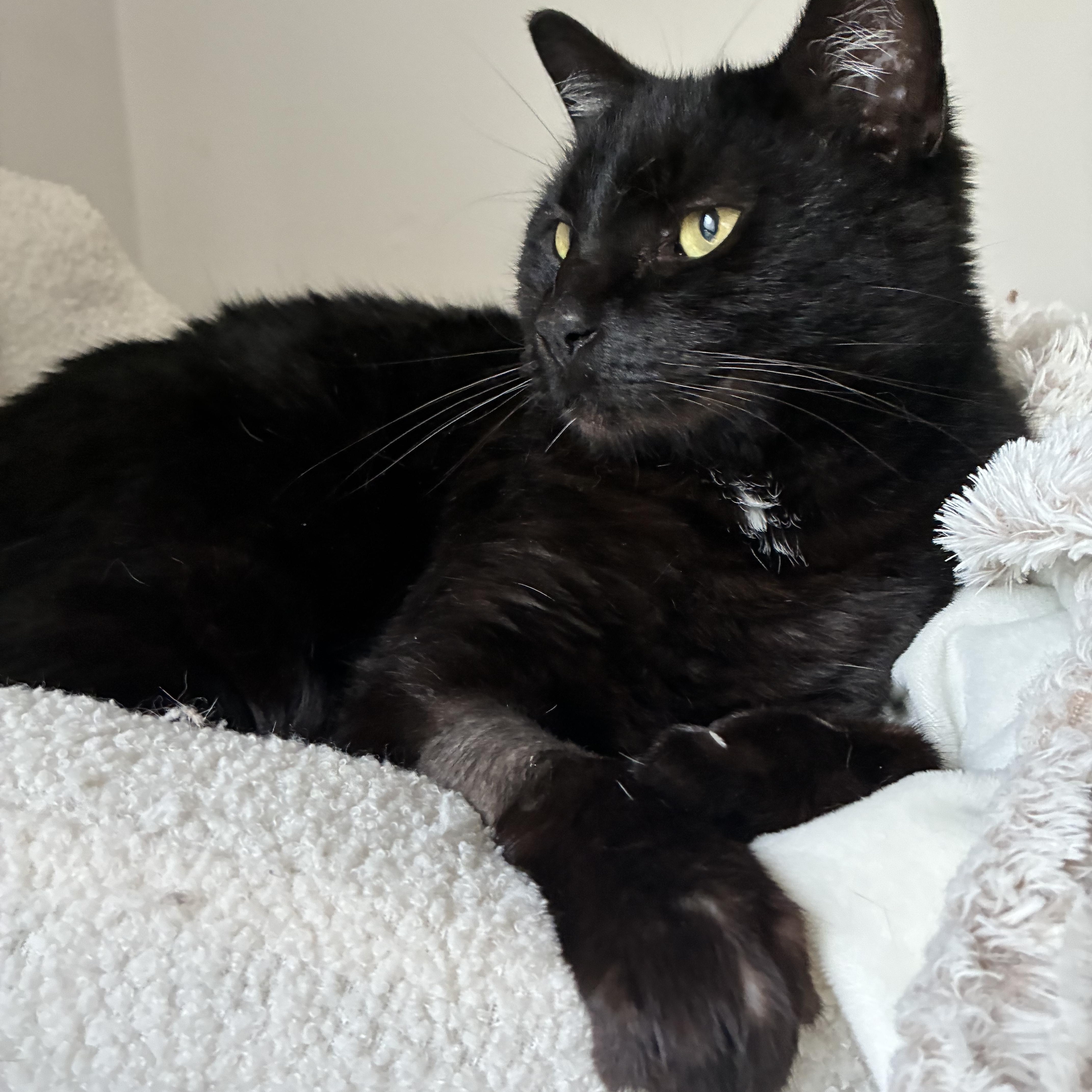 An adult medium-sized female Black American Shorthair cat named Helia N  Quiet for adoption in New York, NY