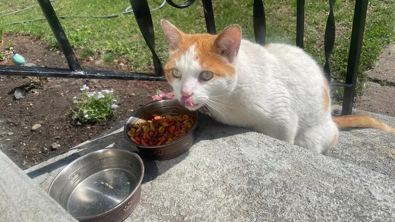 Titus  Courtesy Listing