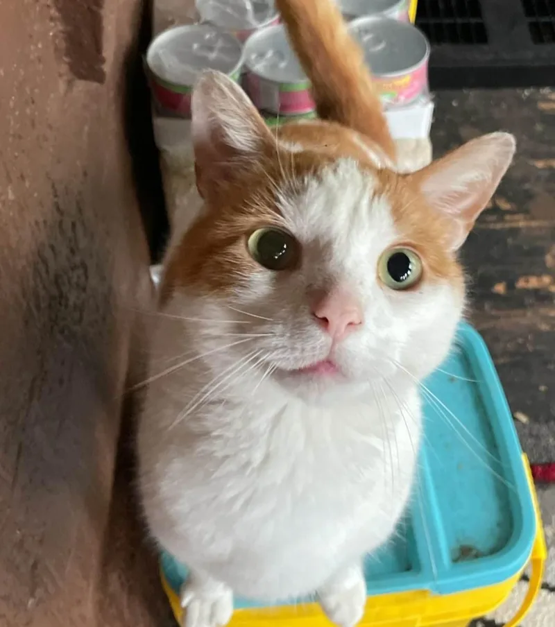 Titus  Courtesy Listing thumbnail 3