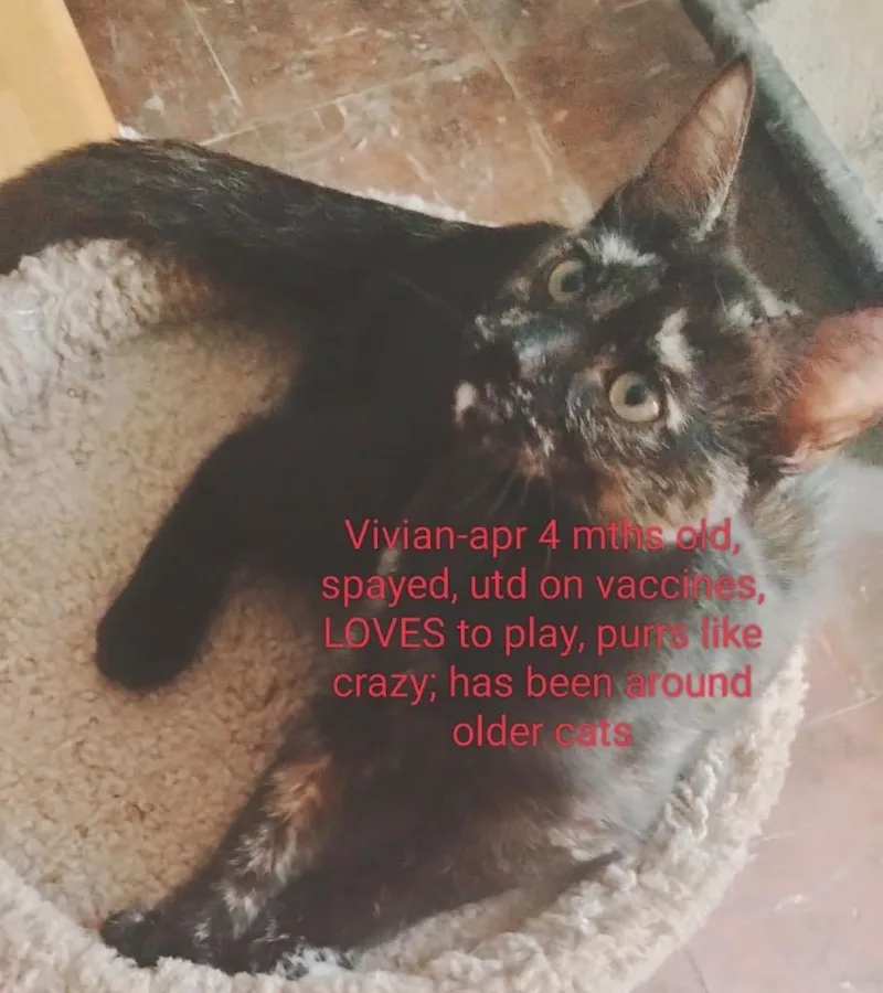 A baby medium-sized female Domestic Short Hair cat named Vivian for adoption in Muskegon, MI