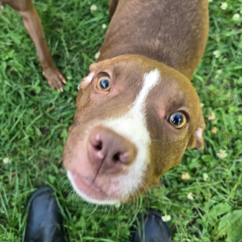 A young small-sized female Brown / Chocolate Pit Bull Terrier dog named Scary Spice for adoption in Waldorf, MD
