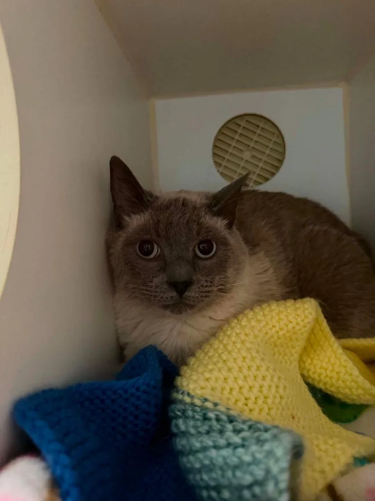 An adult medium-sized male Siamese cat named Angus for adoption in Ashland, WI
