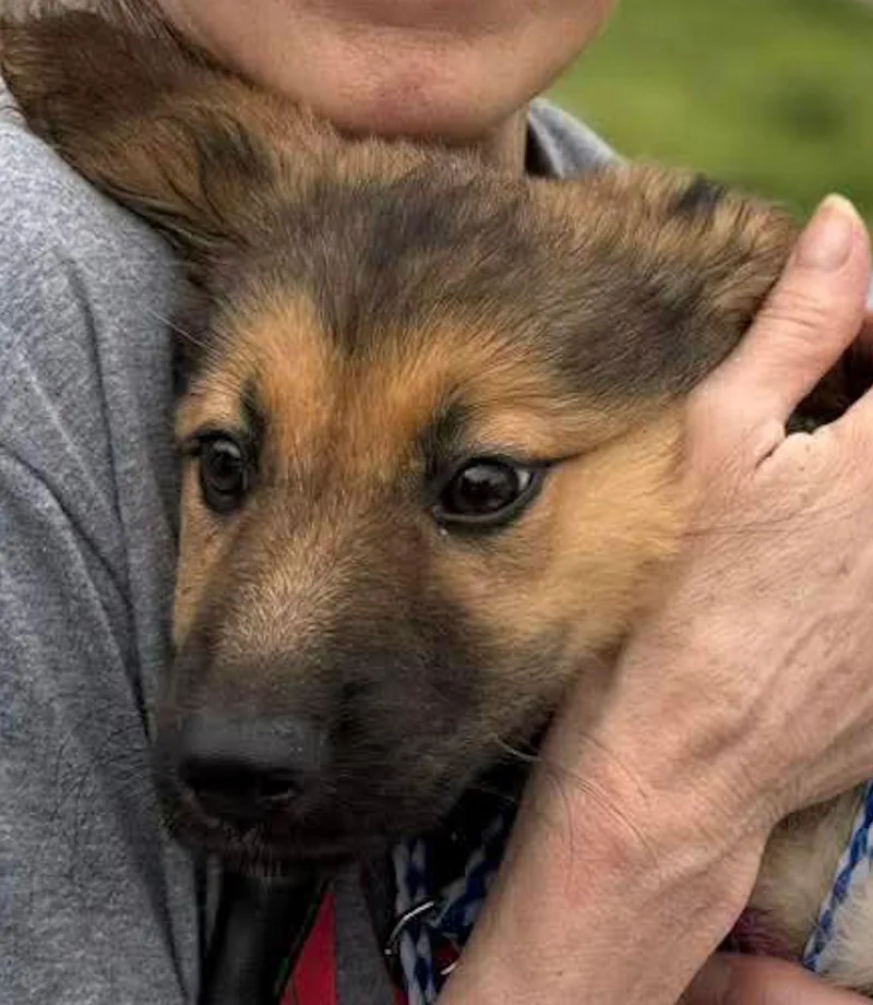 A young medium-sized female Shepherd dog named Gisele for adoption in Monticello, NY