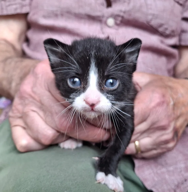 A baby small-sized male Black & White / Tuxedo Domestic Short Hair cat named Bailey for adoption in Deming, NM