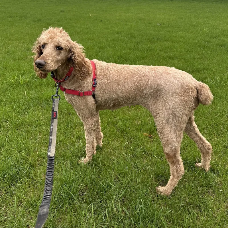 An adult medium-sized female Standard Poodle dog named Elka for adoption in Hartland, WI