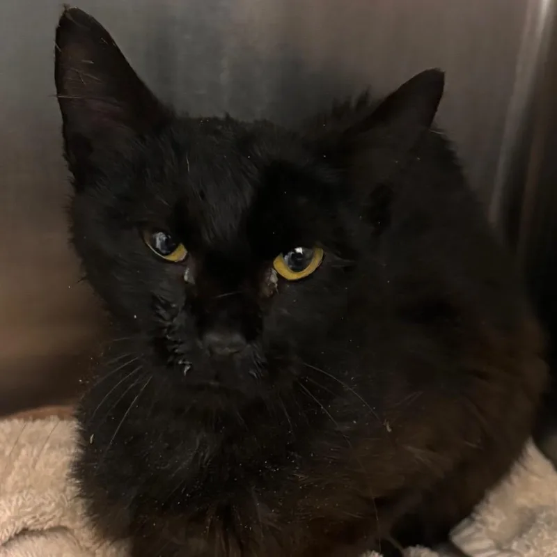 An adult small-sized male Black Domestic Short Hair cat named Stallone for adoption in Matteson, IL