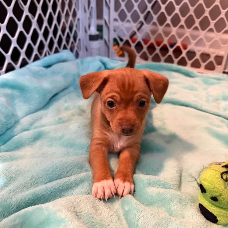 A baby small-sized female Golden Chihuahua dog named Lei for adoption in LEMONT, IL
