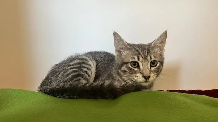 A baby medium-sized male Tabby (Gray / Blue / Silver) Domestic Short Hair cat named Sonic the Hedgehog for adoption in Chestertown, MD