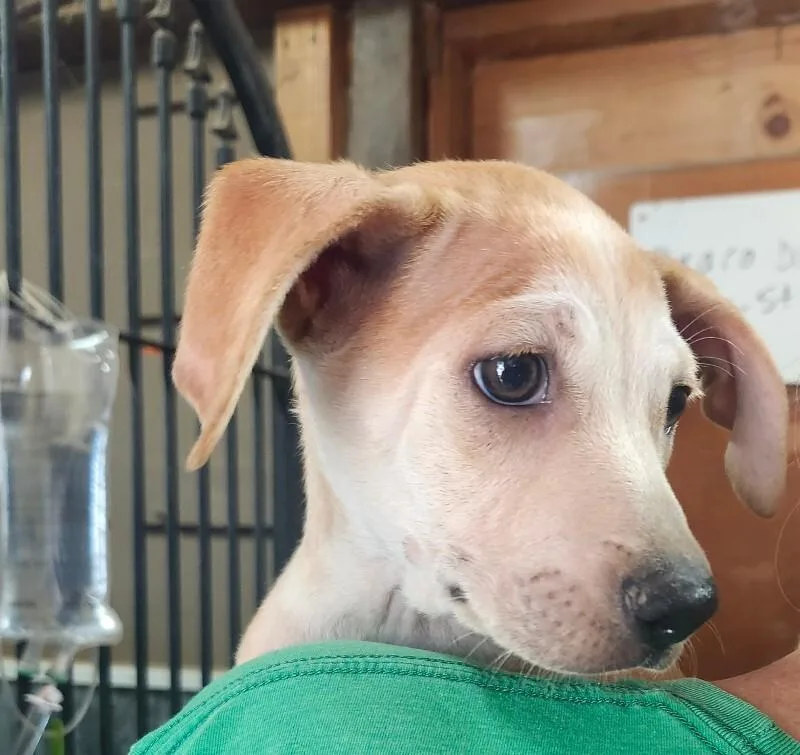 A baby small-sized male Chihuahua dog named Phoenix for adoption in Windsor, CO