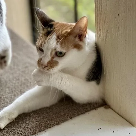 Margarine thumbnail 2