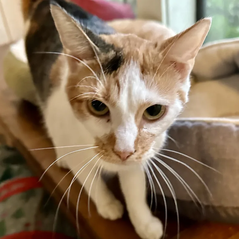 Margarine thumbnail 3