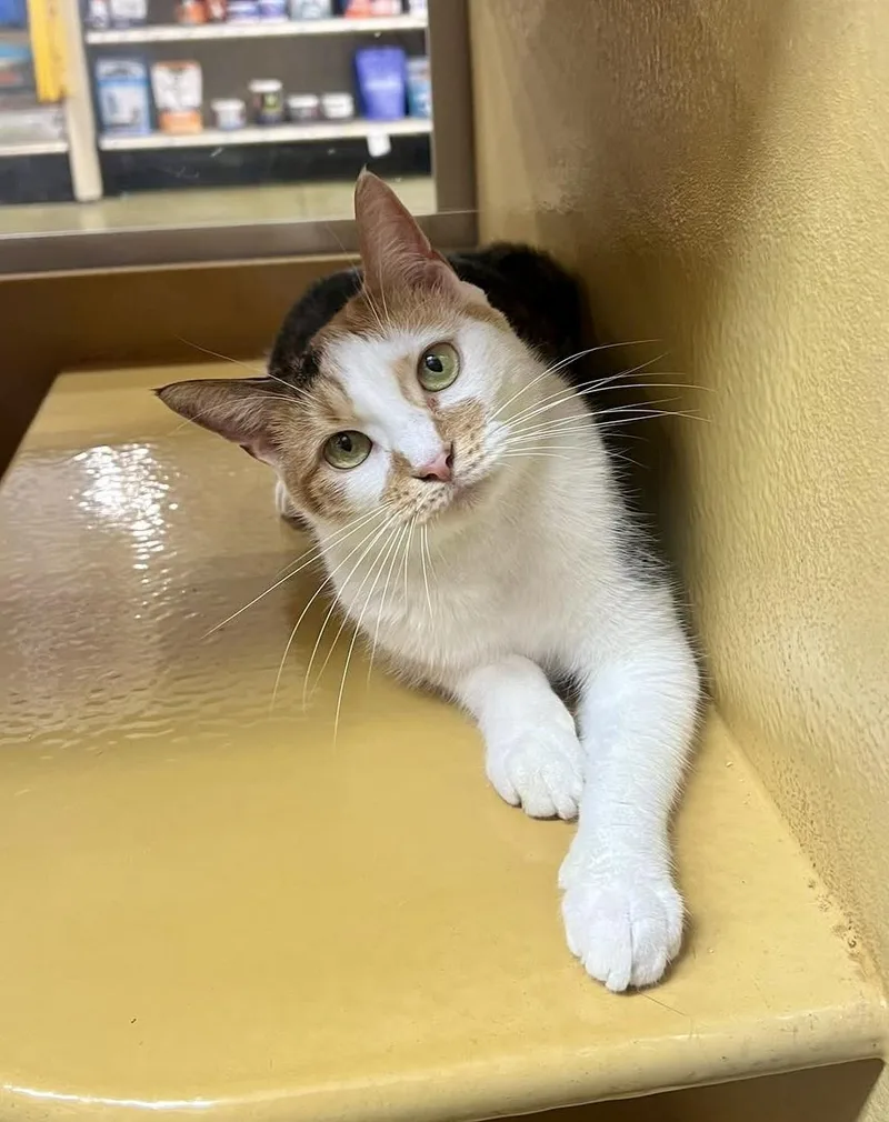 Margarine thumbnail 4