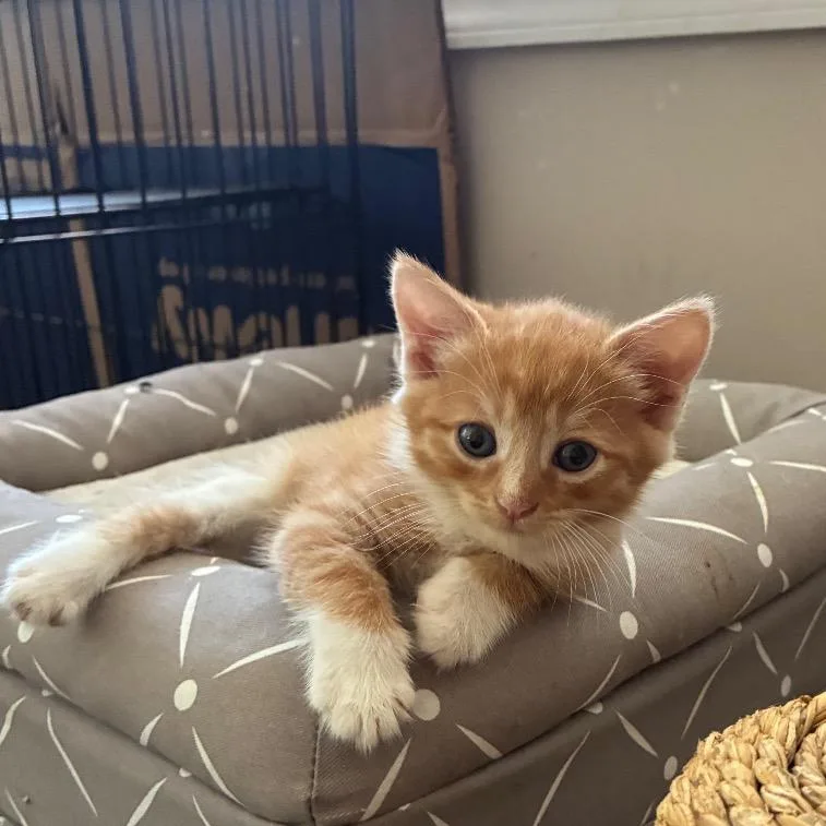 A baby small-sized female Orange / Red Domestic Short Hair cat named Buffy for adoption in Woodbridge, VA