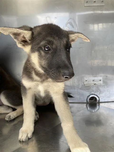 A baby large-sized female Mixed Breed dog named Bella for adoption in Dallas, TX