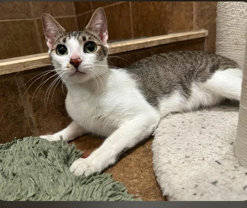 A young medium-sized female Domestic Short Hair cat named Beatrice for adoption in Tampa, FL