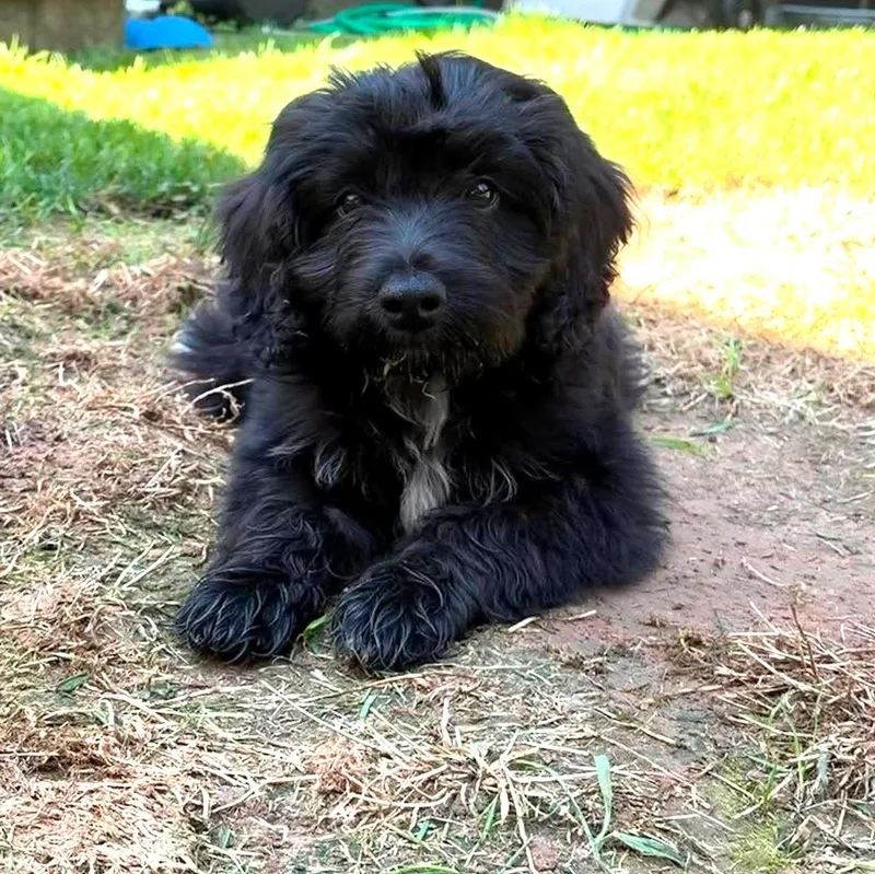 A baby medium-sized female Black Mixed Breed dog named Lulu for adoption in Rochester, NY