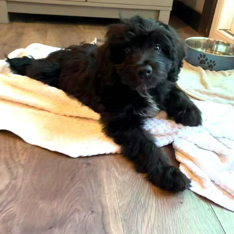 Lulu thumbnail 4