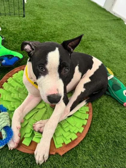 A young small-sized male Mixed Breed dog named Cowboy for adoption in North Miami Beach, FL