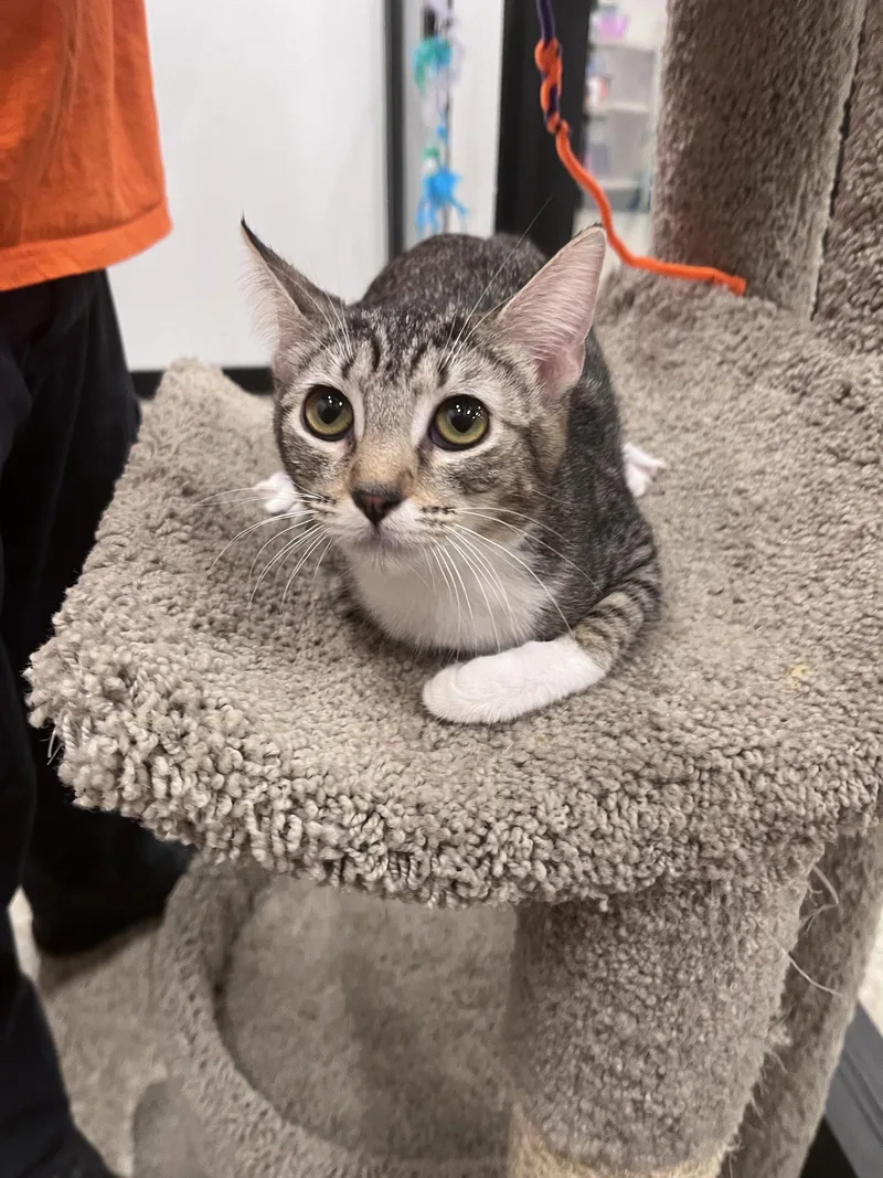 A young medium-sized female Domestic Short Hair cat named Precious for adoption in Scottsdale, AZ