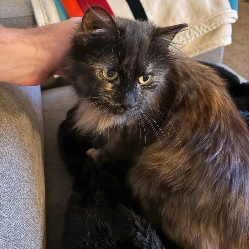 An adult small-sized female Tortoiseshell Domestic Long Hair cat named Mouse for adoption in Lynchburg, VA