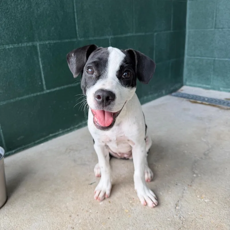 A baby small-sized female Black Terrier dog named Precious Moments for adoption in Carencro, LA