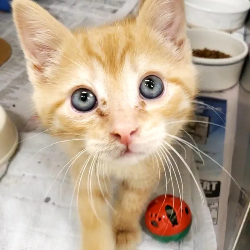 A baby small-sized male Orange / Red Domestic Short Hair cat named Bamboo for adoption in Novelty, OH