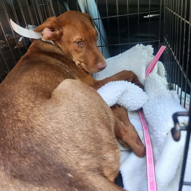 A baby large-sized male Red / Chestnut / Orange Doberman Pinscher dog named Linus for adoption in Hackett, AR