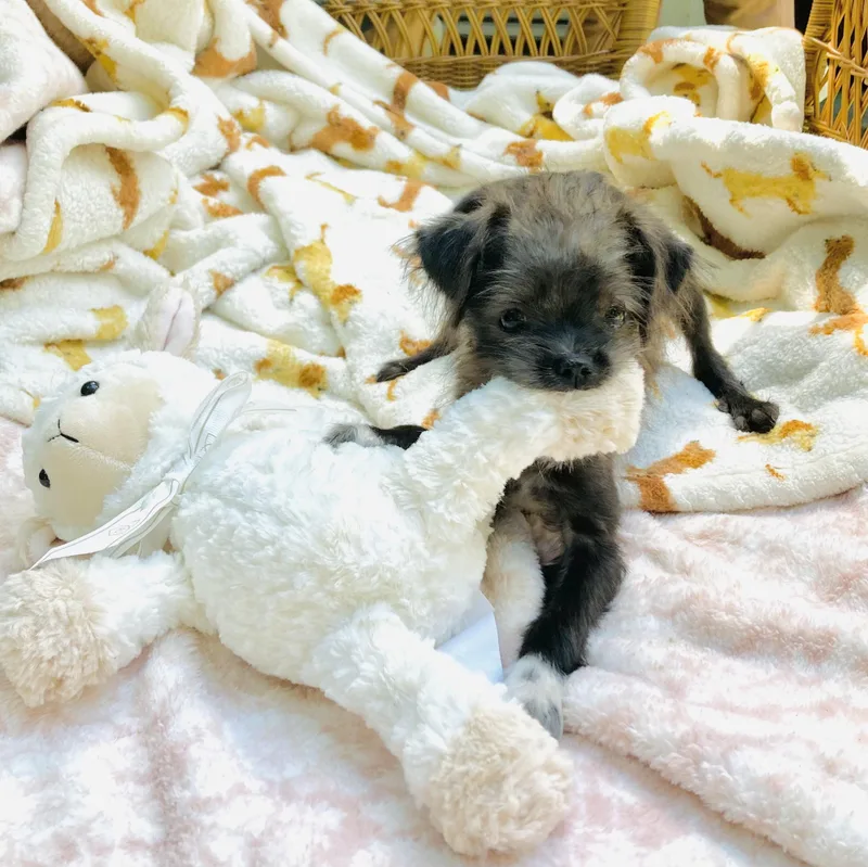 A baby small-sized male Black Shih Tzu dog named Jax for adoption in Conroe, TX