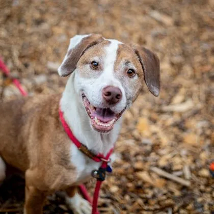 An adult large-sized male Mixed Breed dog named Speck for adoption in Chamblee, GA