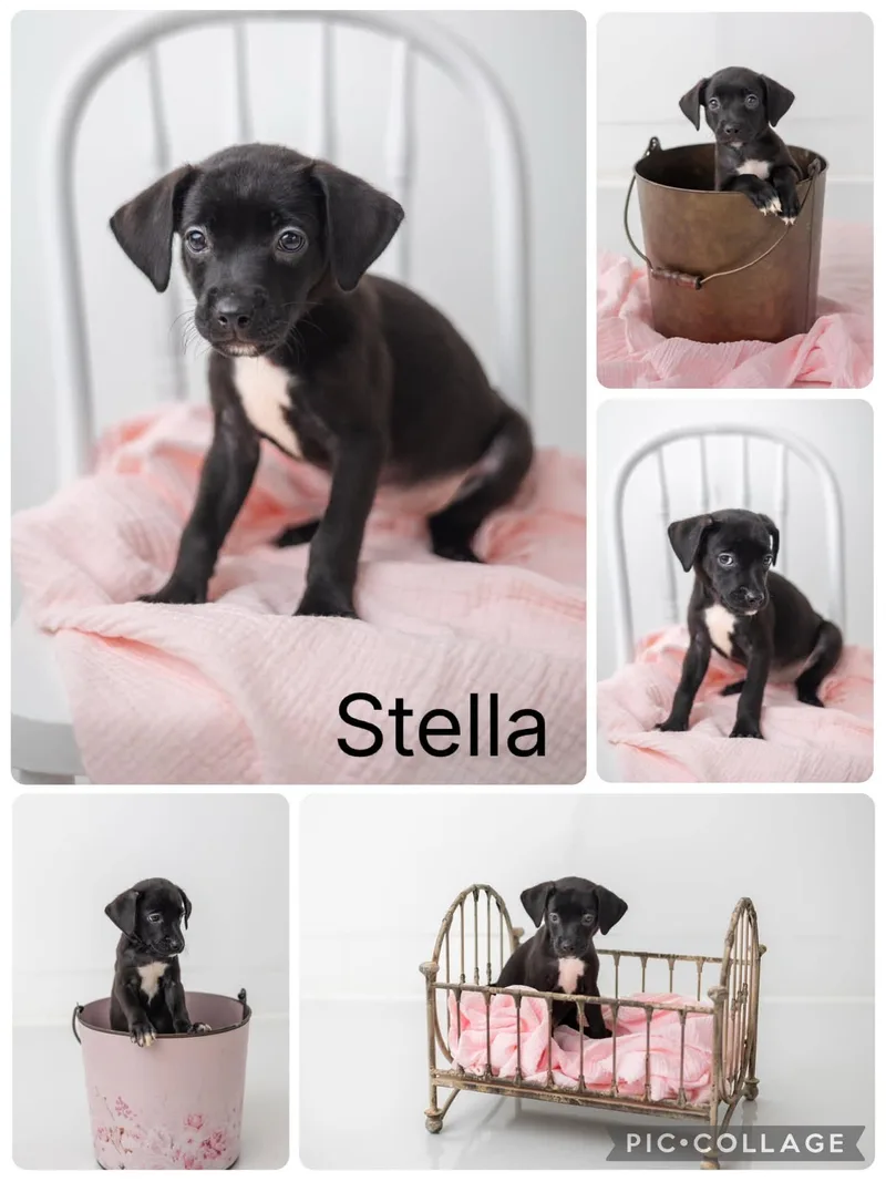 Stella